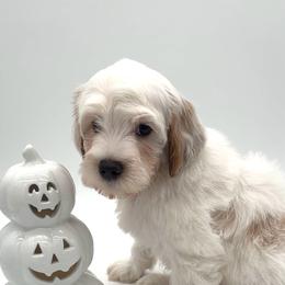 Denim - Cream male Australian Labradoodle puppy in Denton, Texas from Dignity Labradoodles