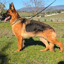 German Shepherd puppies from Rylee Ryckman's German Shepherds