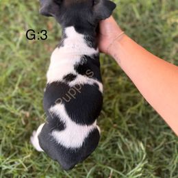 Rat Terrier Puppies from FA puppies