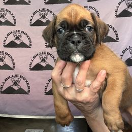 Wilma - Fawn female Boxer puppy in Taft, Tennessee from Hillbillie Boxers