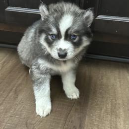 Zena - Gray and white female Siberian Husky puppy in Summerville, South Carolina from Carolina Husky Lodge