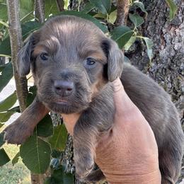 Beau - Blue and tan male Dachshund puppy in Bentonville, Arkansas from Boujee Buns Dachshunds