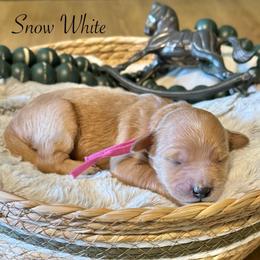 Snow White-Pink - Apricot female Goldendoodle puppy in Bay City, Texas from Charming Doods Goldendoodles