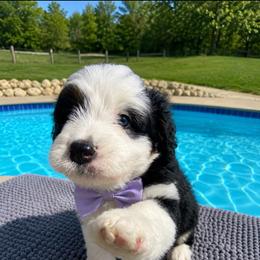 Girl 1 lav - female Australian Mountain Doodle puppy in Batavia, Ohio from Donciedoodlesohio.com