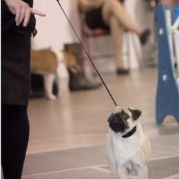 Pug Puppies from Pickwick Pugs