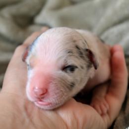 Boy 1 Merle - Blue merle male Australian Shepherd puppy in Brooker, Florida from The Great Bambino SunState Aussies!