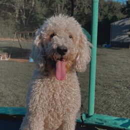 Sunny - Goldendoodle