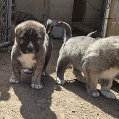 Boy 2 - Gray Armenian Gampr puppy in Neenach, California from Mustang Ranch