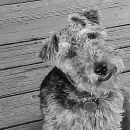 Welsh Terriers from Aska Welsh Terrier
