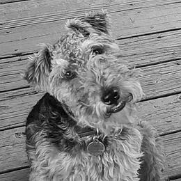 Welsh Terriers from Aska Welsh Terrier