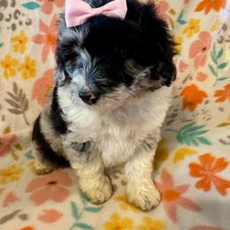 Maisie - Blue merle female Aussiedoodle puppy in Howe, Oklahoma from Cuddly Cavapoos