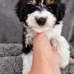 Eclipse - Tri-color female Cavapoo puppy in Austin, Texas from Doodles of Central Texas