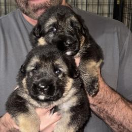 German Shepherd Puppies from Patmar German Shepherds