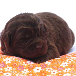 Lucy (orange collar) - Brown female Newfoundland puppy in Kimball Twp, Michigan from Pine River Newfoundlands