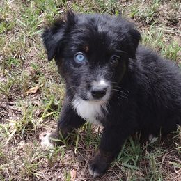 Pop tart - Miniature Australian Shepherd puppy from Central Florida Shepherds