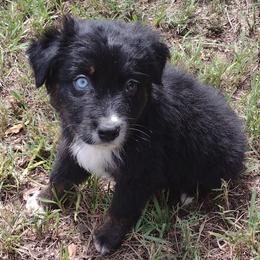 Pop tart - Miniature Australian Shepherd puppy from Central Florida Shepherds