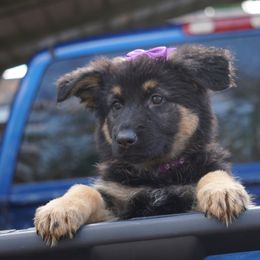 German Shepherd Puppies from West Haus Shepherds