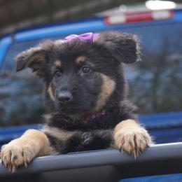 German Shepherd Puppies from West Haus Shepherds