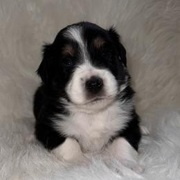 Boy 1 - Black tri Miniature Australian Shepherd puppy in Corydon, Indiana from Arbuckle’s Lookin Good Aussies (LGA)