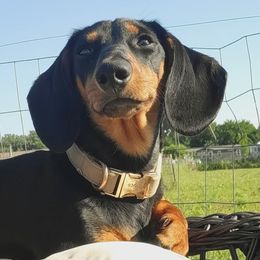 Dachshunds from Chelsie Hamm