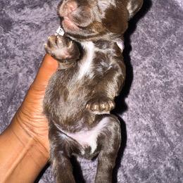 Female 1 - Liver female Miniature Schnauzer puppy in Pearland, Texas from K & S Schnauzers