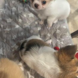 Chihuahua Puppies from Blissful’s Chihuahuas