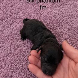 Nevaeh - Phantom female Poodle puppy in Washington, Pennsylvania from Patriotic Poodles