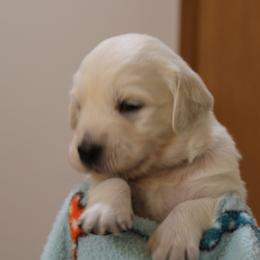 Boy 2 - Light golden male Golden Retriever puppy in Chehalis, Washington from Tradition Golden Retrievers