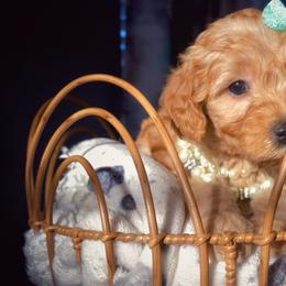 Bernedoodle, Goldendoodle, and Poodle Puppies from Florida Pumpkadoodles