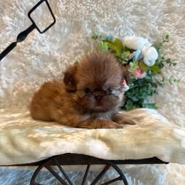 Sparrow - Red and tan male Shih Tzu puppy in Success, Missouri from Sweet Success