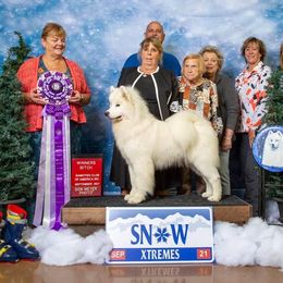 Samoyed All Grown Up from Starlite Samoyeds