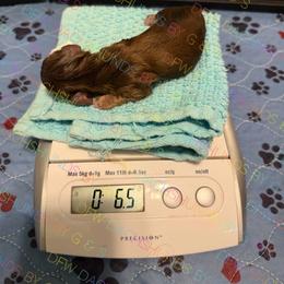 Pointed boy - Chocolate and cream male Dachshund puppy in Irving, Texas from DFW Dachshunds by G & S