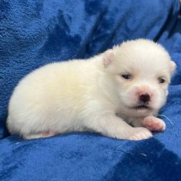 Baby Brother - White male Pomeranian puppy in Jefferson City, Missouri from MJ’s Pomeranians