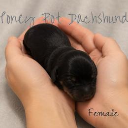 Adelaide - Black and tan female Dachshund puppy in Glen Saint Mary, Florida from 🍯 Honey Pot Dachshunds 🐾