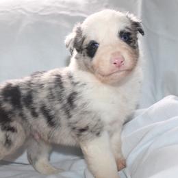 Wish - Black and white male Border Collie puppy in Cedartown, Georgia from Ferguson Border Collies