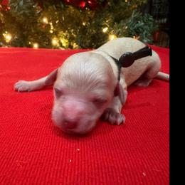 Joy - White female Poodle puppy in Vilonia, Arkansas from Donna’s Pretty Poodles