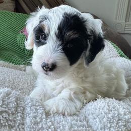 Lady Eloise - Black and white female Bernedoodle puppy in Forsyth, Illinois from Birdies Mini Bernedoodles