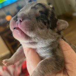 Wendy - Blue tri-color female Bulldog puppy in Seneca, South Carolina from Burrell’s Bulldog Kingdom
