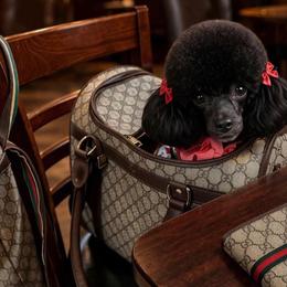 Poodles and Shih Tzus from Creekside Pet Company