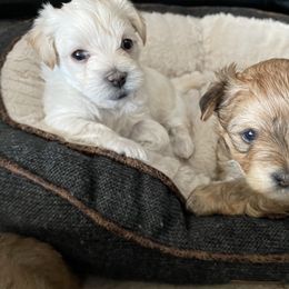 Morkie Puppies from Sun-Kissed Morkies