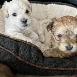 Morkie Puppies from Sun-Kissed Morkies