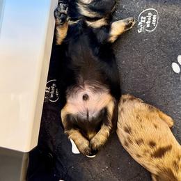 Jack - short for Jack o lantern - Black and tan male Dachshund puppy in Jasper, Georgia from M&M’s Mini Dachshunds