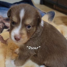Oscar - male Miniature American Shepherd puppy in Waxhaw, North Carolina from Cane Creek Aussies