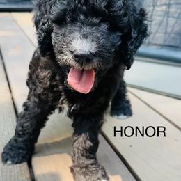 HONOR - Black and white female Sheepadoodle puppy in Buffalo, Minnesota from Fur-ever Doodles