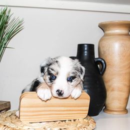 Miniature Australian Shepherd Puppies from Yarborough Kennels