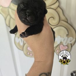 Boy 1 - Black male Pug puppy in Keysville, Georgia from Rollee Pollee Pugs