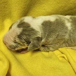 Asher - Silver male Great Dane puppy in Towaco, New Jersey from MommaDukes Danes