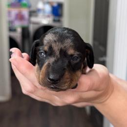 Sparkle - Dapple female Dachshund puppy in Live Oak, Florida from Johnson’s Weiner Farm