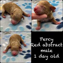 Percy - Red  male Poodle puppy in Wheatland, California from Sapphire Ridge Poodles