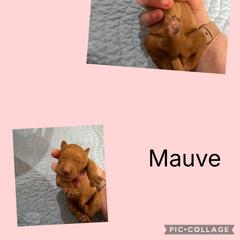 Mauve - Red female Irish Doodle puppy in Harrisburg, Arkansas from Ransone’s Ridge Runners Poodles and Doodles